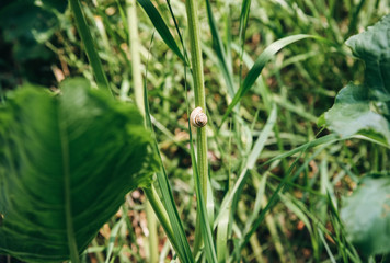 Small cute snail is sitting on the green grass. Summer nature photo.