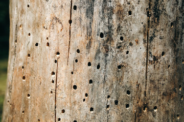 Wooden bark tree pattern with holes from insects. Natural background texture. Forest in summer.