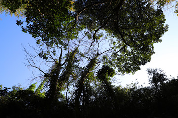 【横須賀 観光名所】無人島・猿島の木