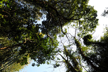 【横須賀 観光名所】無人島・猿島の木