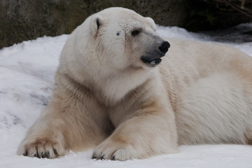 Naklejka na ściany i meble The polar bear attentively looks, sitting in the snow, a powerful arctic beast close-up.