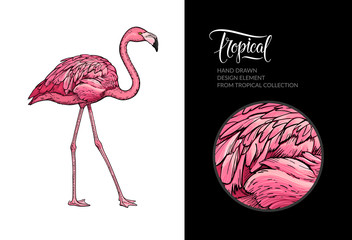Vector pink flamingo isolated on white background. Tropical hand-drawn exotic bird. Flamingo illustration for summer poster, wallpaper, textile design, beach party decoration, logo. For print and web.