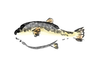 フグ　ふぐ　河豚　マフグ　手書き　手描き　筆書き　筆描き © 詩織