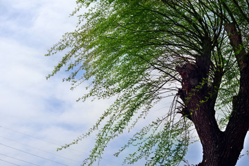Green willow branches blowing by soft wind