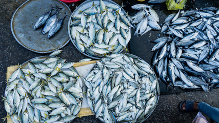 Fresh red mackerel fishes o the plates on seafood market in Vietnam Phu quoc island	