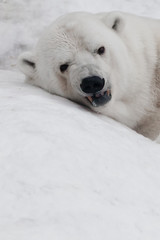 head close up lies and growls, angry. Powerful polar bear lies in the snow, close-up