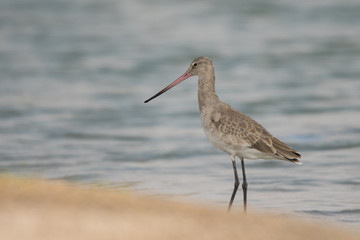 Black-tailed godwit / Limosa limosa