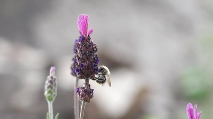 bumble bee on lavender in the nature