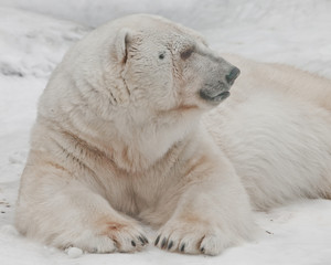 Obraz na płótnie Canvas huge paws and head in profile. Powerful polar bear lies in the snow, close-up
