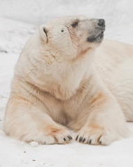 Fototapeta premium huge paws and head in profile. Powerful polar bear lies in the snow, close-up
