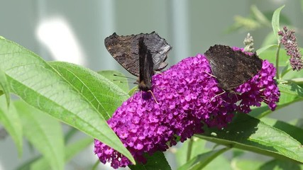 Butterfly European Peacock on purple Flower