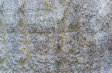 Background of old concrete wall overgrown with moss.