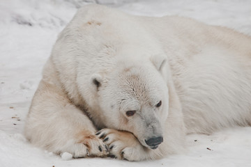 Obraz na płótnie Canvas I thought wistfully putting my nose on my paws. Powerful polar bear lies in the snow, close-up