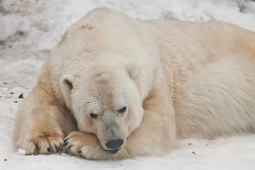Obraz na płótnie Canvas I thought wistfully putting my nose on my paws. Powerful polar bear lies in the snow, close-up