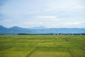 endless rice field