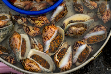 Seafood. Close up of raw mollusk in shells on the vietnamese market.Large  beautiful sea snail