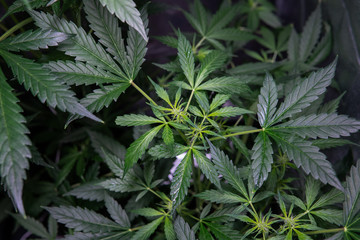 fresh flowering buds marijuana close-up. Medical cannabis