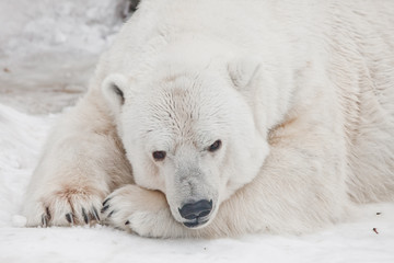 Polar bear is a powerful beast sleeping in the snow close-up.
