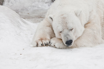 Obraz na płótnie Canvas Sleeps well, a huge beast a mountain of muscles. Powerful polar bear lies in the snow, close-up
