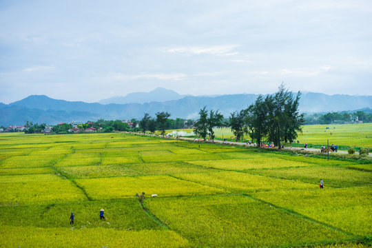 endless rice field