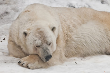 Obraz na płótnie Canvas Power sleeps Powerful polar bear lies in the snow, close-up