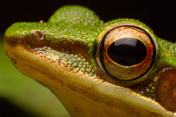Thailand Green Tree Frog on green leaves, Head shot close up of Green Frog