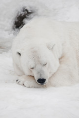 Comfort in the cold, restful sleep Powerful polar bear lies in the snow, close-up