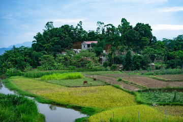 Fototapeta na wymiar Endless rice field