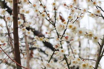早春に咲く日本の白い梅の花
