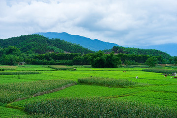 Fototapeta na wymiar Endless rice field