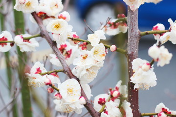 早春に咲く日本の白い梅の花