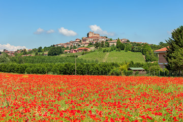 Field of red poppies in Italy.