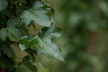 Fototapeta na wymiar ivy
