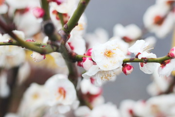 早春に咲く日本の白い梅の花
