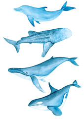 Whales Sea Animals Dolphin Narwhal Killer Whale Beluga Ocean Blue Watercolor Hand Drawn Illustration Isolated 