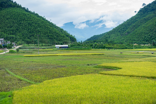 Endless rice field