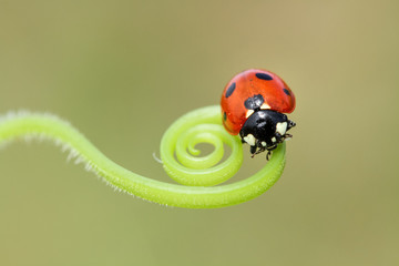 spiral 