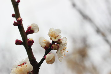 早春に咲く日本の白い梅の花