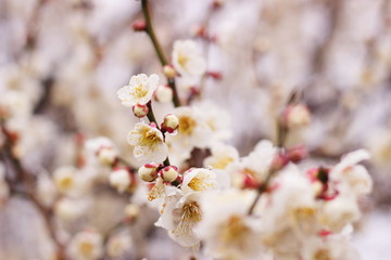 早春に咲く日本の白い梅の花