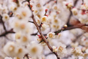 早春に咲く日本の白い梅の花