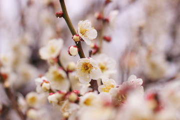 早春に咲く日本の白い梅の花