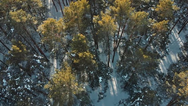 Aerial shot. Flight ower snowy winter forest. Low flight over the forest in winter in the mountains.