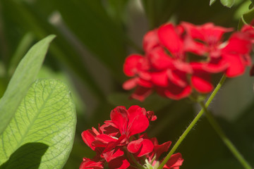 red flower