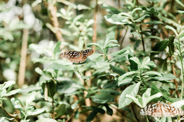 Colorful tropical Butterflies in the Botanical Garden Munich