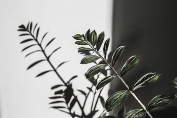 Light and shadow of leaf on a gray background. Lifestyle choice concept.ndividuality and uniqueness concept.