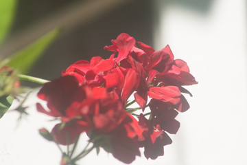red flower