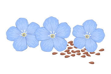 Flax flowers and flax seeds, isolated on a white background. Blue flowers. Summer plants. Vector illustration