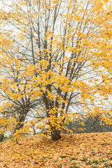 Fototapeta premium Tree in autumn