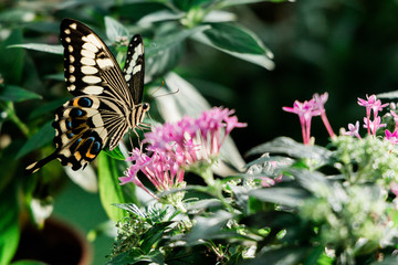 Colorful tropical Butterflies in the Botanical Garden Munich