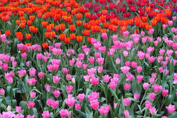 Tu,lipes rouges et roses